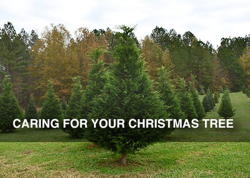 Caring for your Christmas Tree