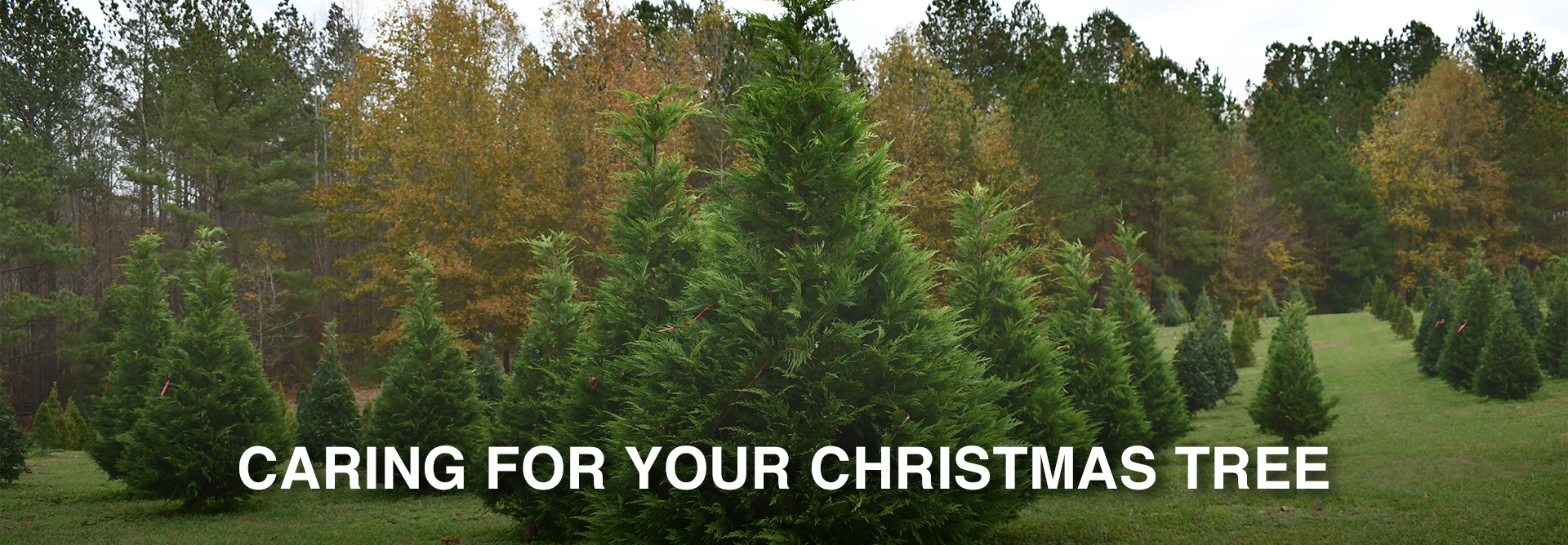 Caring for your Christmas Tree
