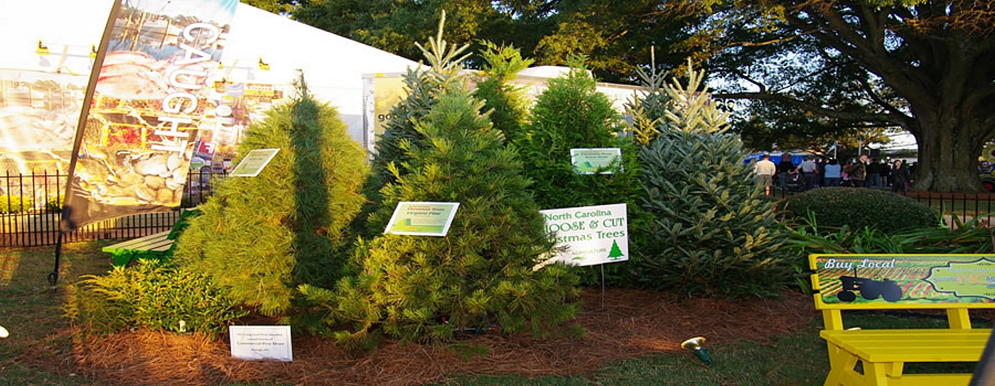 Images from real Christmas tree farms